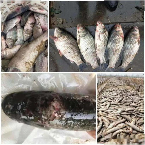 2020年上半年三台内陆水产养殖状况概述与销售效果跟踪分析