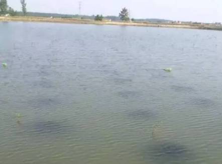 内陆水产养殖新手指南 水质鉴别与销售策略