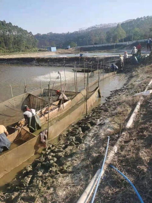 蓬江区荣获省级水产健康养殖与生态养殖示范区认定，引领内陆水产养殖销售新风向