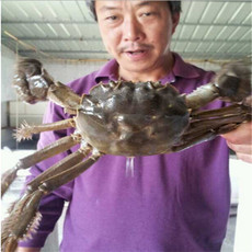 内陆水产养殖新篇章 徐州市虾兵蟹将养殖技术服务与市场开拓