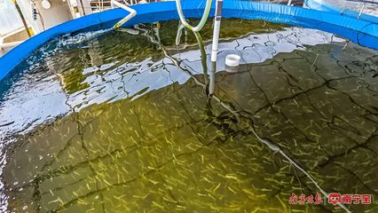 南阳镇 特色养殖有“钱”景，内陆水产养殖拓宽致富路