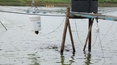 IT男跨界水产养殖 凭一己之力打造标准化可复制模式，与通威不谋而合