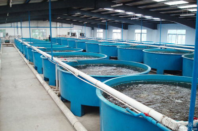 布袋式工厂化循环水养殖南美白对虾试验总结与内陆市场前景分析