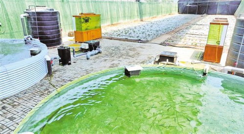 宁夏 让更多优质水产品“游”向千家万户