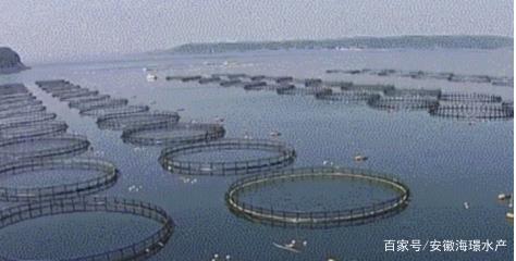 科技创新，引领内陆水产养殖销售新“时代”