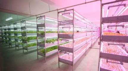 植物工厂与内陆水产养殖 未来农业的新趋势