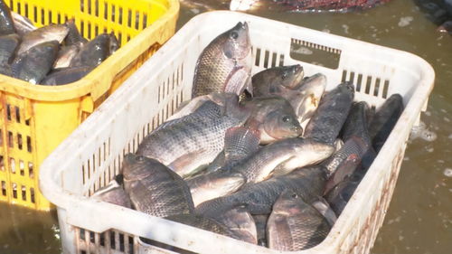 景洪内陆水产养殖 水上春耕按下加速键，产销一体化激活新动能